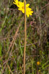 Variableleaf sunflower